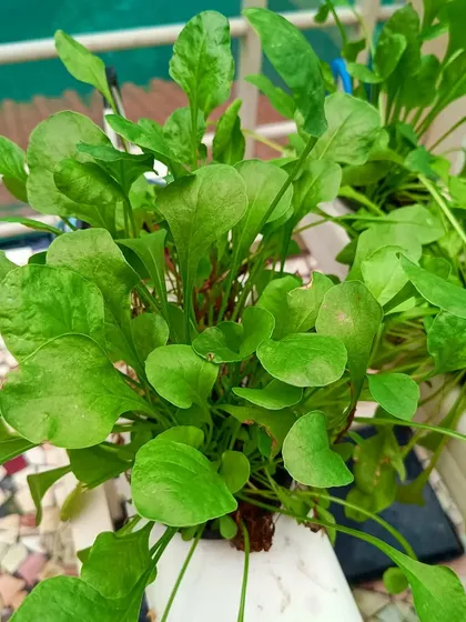 A healthy bunch of spinach growing in a hydroponic planter, showcasing the clean and efficient nature of soilless farming.