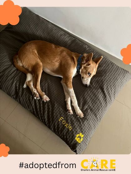 Charlie's Animal Rescue Centre - Animal Rescue & Adoption Happy Tails: Our Adoption Stories photo 10