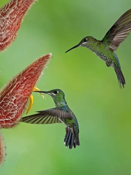 Two hummingbirds feed on a fuzzy red heliconia flower. The image captures their ability to hover with precision while extracting nectar.