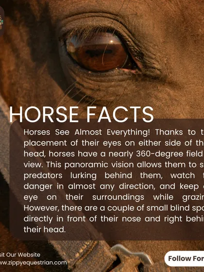 A horse fact about their nearly 360-degree field of view. Understanding their vision is crucial for safety and effective communication.