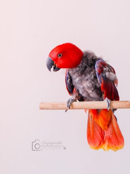 Another portrait of Lucifer. Despite her hardships, her beauty and spirit are undeniable. This shoot was to raise awareness about bird rescue.