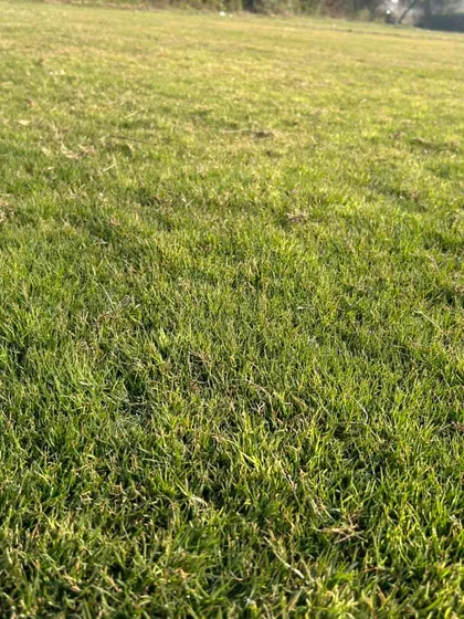 A close-up shot of the dense, green grass I cultivate on my farms. Perfect for creating a beautiful natural lawn.