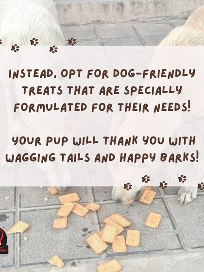 Anvis - Pet Relocation Pet Care & Boarding photo 6