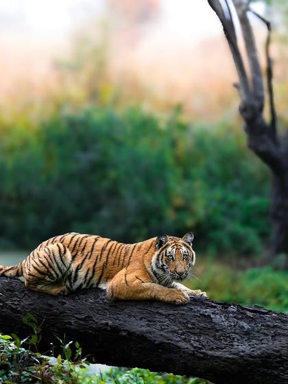 Tigers of India's Jungles photo 35