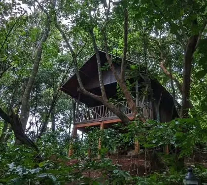 A treehouse-style cottage at an elegant nature lodge in Coorg, elevated to give you a feeling of being one with the forest canopy.