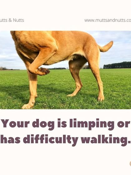 Poochkoo Mutts & Nutts - Dog Training & Behavior Modification Canine Hydrotherapy & Wellness photo 5