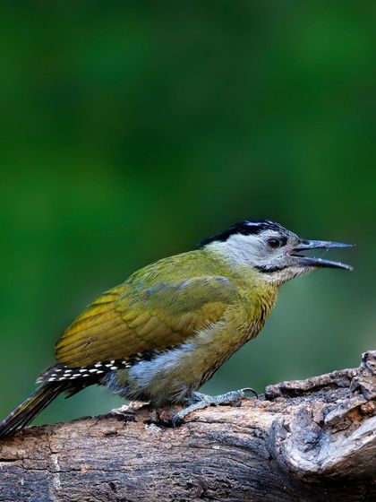 A Gray-headed Woodpecker is perched on a weathered log, its beak open. The shot captures the bird in a moment of communication or calling within its habitat.