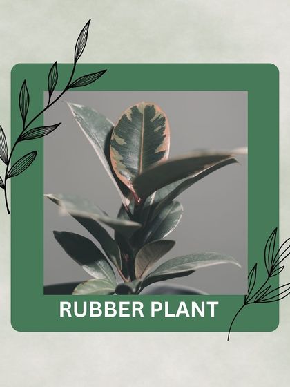 Zen Spaces - Plants & Garden Supplies Breathe Easy: Air-Purifying Plants photo 7