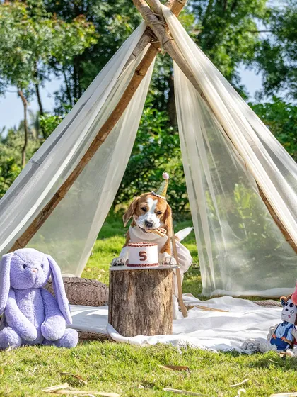 June the Beagle, wearing a party hat, sits patiently by her 5th birthday cake in a beautifully styled teepee setup. A perfect portrait before the cake smash chaos.