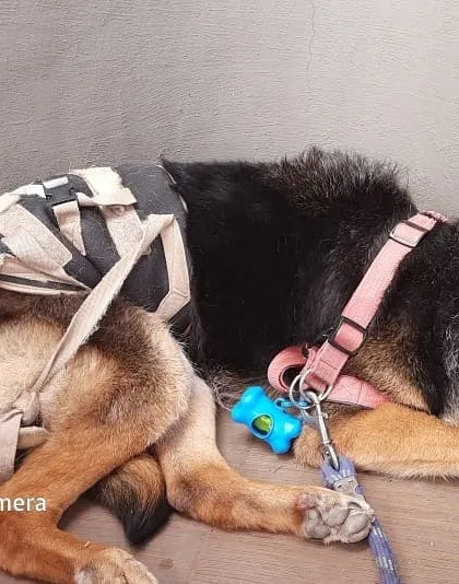 Smooch taking a well-deserved rest after his walk. You can see the lower back support we use to assist him. Making sure dogs with mobility challenges are comfortable, both during activity and at rest, is a top priority for us.