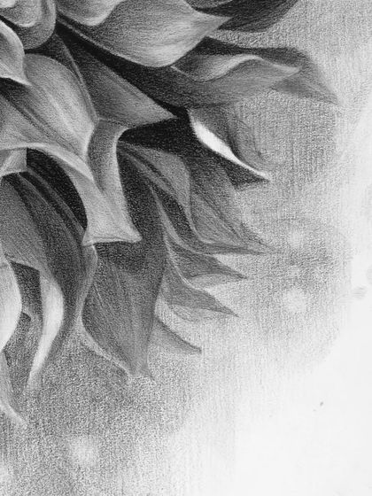 Drawing from Nature: Landscapes, Florals & Animals photo 23