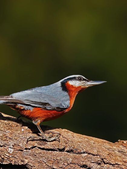 A Chestnut-bellied Nuthatch pauses on a thick, textured log. The strong side-lighting highlights the bird's form and the rich colors of its plumage against a dark background.
