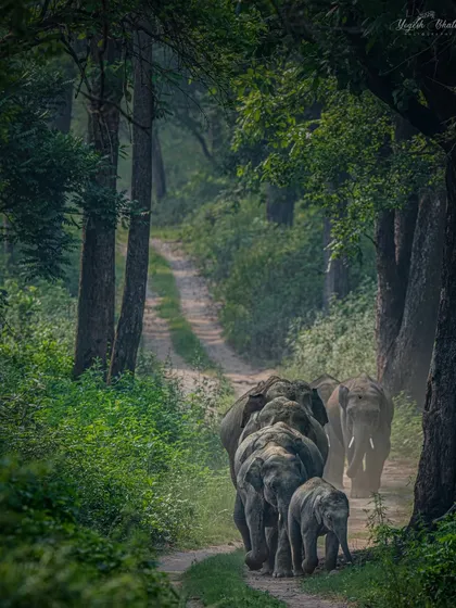 A magical moment in Dhikala as an elephant herd moves in perfect ascending order. This image is a lesson in composition, using the jungle path as a leading line to guide the eye. It’s not just a photo of elephants; it’s a story of family, order, and the rhythm of the wild, captured by understanding how to use the environment to frame your subject.