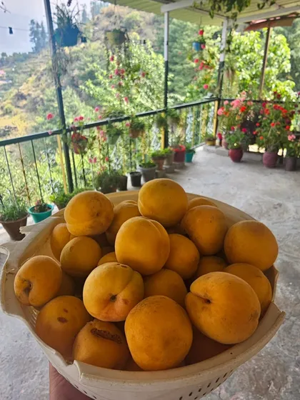 A bowl of freshly plucked Sahiba apricots from our orchard. This is what farm-to-table truly means here; you eat what the land offers, pure and organic.