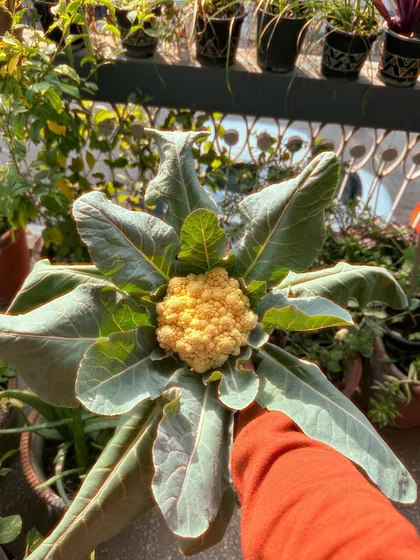 The final result of a long growing process. This homegrown cauliflower is ready to be harvested and enjoyed.
