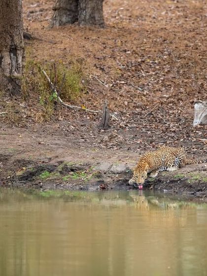 A majestic leopard pauses for a drink on a scorching summer evening in Kabini. The low angle and calm water create a serene scene, a moment of peace amidst the wild.