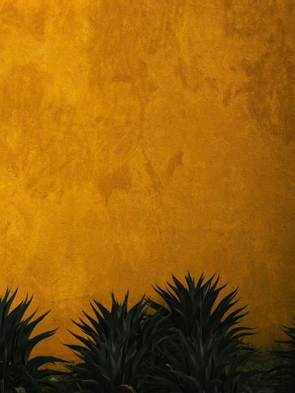 The sharp, geometric forms of the native plants contrast with the soft, textured finish of the walls.