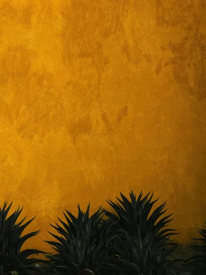 The sharp, geometric forms of the native plants contrast with the soft, textured finish of the walls.