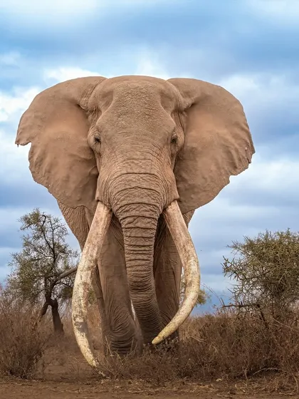These images further celebrate the giants of Africa. From the gentle giants like giraffes and elephants to the striking patterns of zebras, each photo tells a story of life on a grand scale.