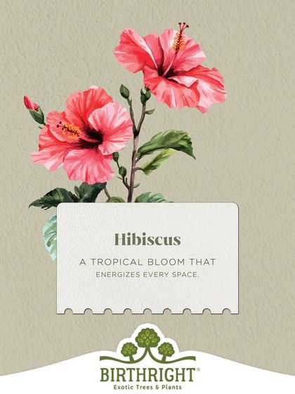 The Hibiscus is a classic tropical bloom that energizes every space. Its large, vibrant flowers bring a cheerful, sunny vibe whether planted in a garden or kept in a pot.
