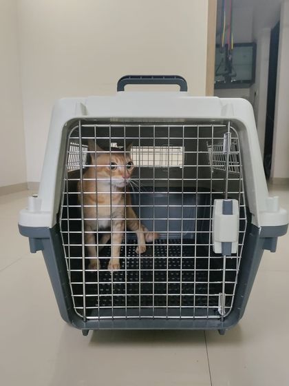 Safe & Sound: Expert Cargo Relocation photo 9