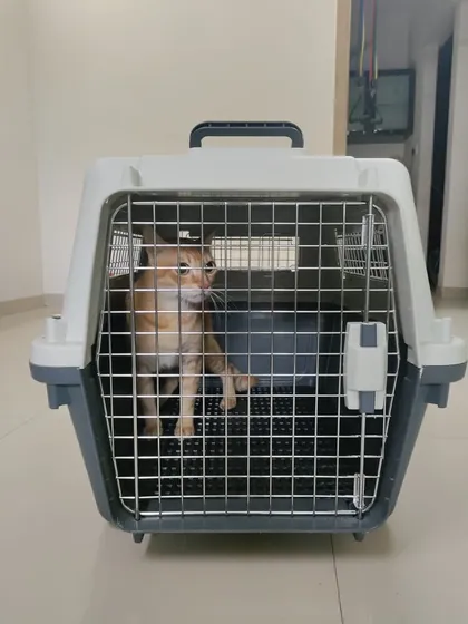 Snowy standing in his crate. It's important that the crate is large enough for the pet to stand up and turn around, and I always ensure the correct size is used.