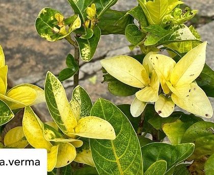 A guest captures the unique beauty of a variegated plant with yellow and green leaves, a small detail of the rich biodiversity in our gardens.