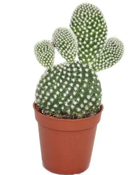 The Bunny Ear Cactus is a charming and popular succulent known for its pad-like stems that resemble rabbit ears. It's a playful-looking plant that is very drought-tolerant.