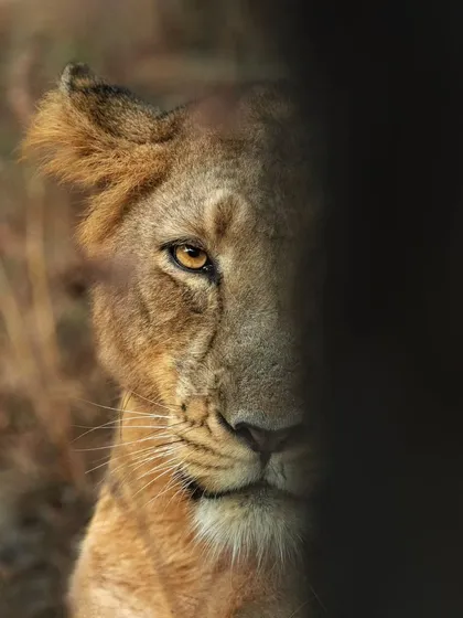 A lioness peers through the shadows. Using natural frames like this adds depth and a sense of mystery to the portrait.