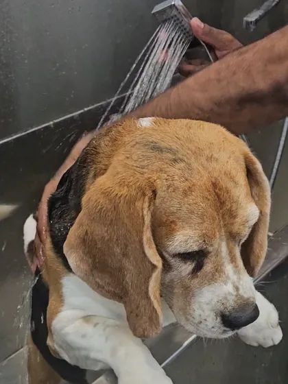 Bath time is a gentle and thorough process here. We use high-quality, pet-friendly shampoos to get your dog's coat clean and fresh, as seen with this calm Beagle enjoying a warm rinse in our professional grooming tub.