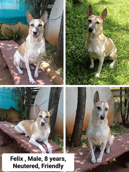 Poochkoo - Pet Adoption & Rehoming A Trio Waiting for a Home: Theo, Max & Felix photo 5