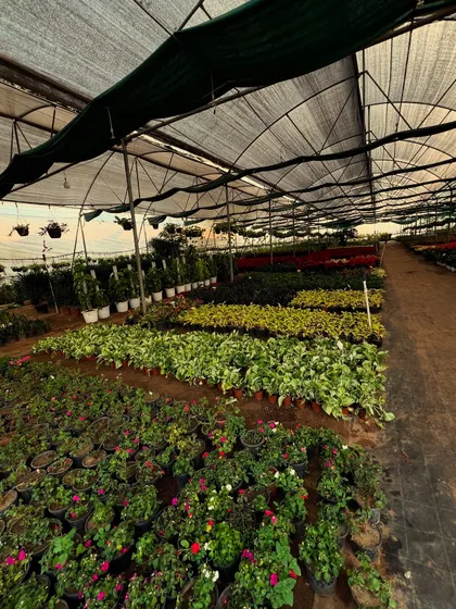 From flowering annuals to perennial foliage plants, our indoor collection is vast. This image shows just a fraction of the variety available for immediate purchase.