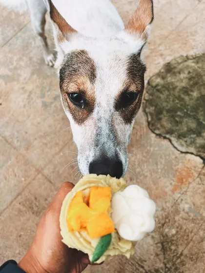 It truly is love at first bite. This sweet dog is getting his first taste of a fresh mango pupcake, and I think it's a hit.