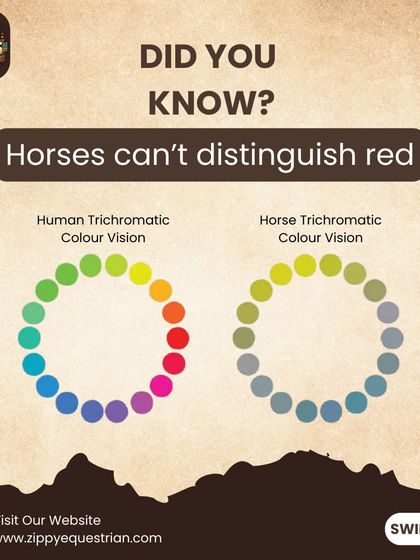 This graphic illustrates how horses perceive color differently than humans, an important fact for understanding how they see the world, including jump fillers.