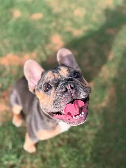 The happy smile of a graduate. Daisy's training has made it possible for her guardians to enjoy so much more with her, which is the ultimate goal.