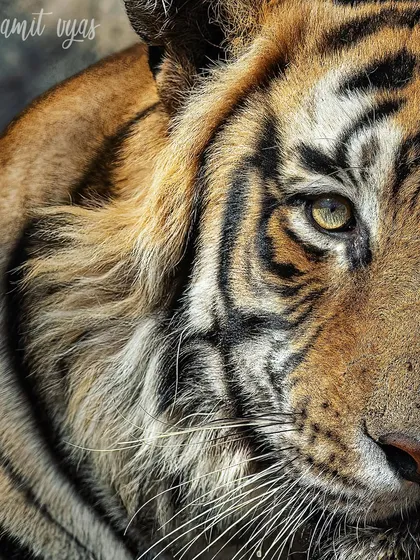 An extreme close-up showing the incredible detail of a tiger's eye and fur. Learning to use long lenses effectively allows for these intimate portraits without disturbing the animal.