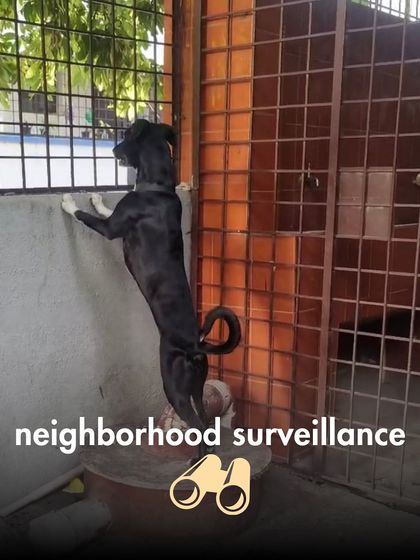 The Pack - Online Pet Parent Community The Fun Side of Pet Parenting photo 9