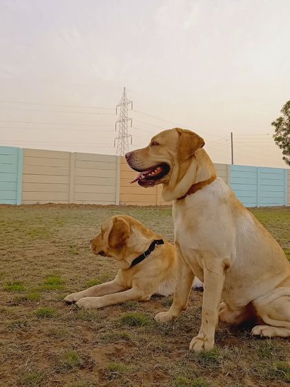 Two Labrador buddies enjoying the view together. Our facility offers plenty of space for both active play and quiet companionship.