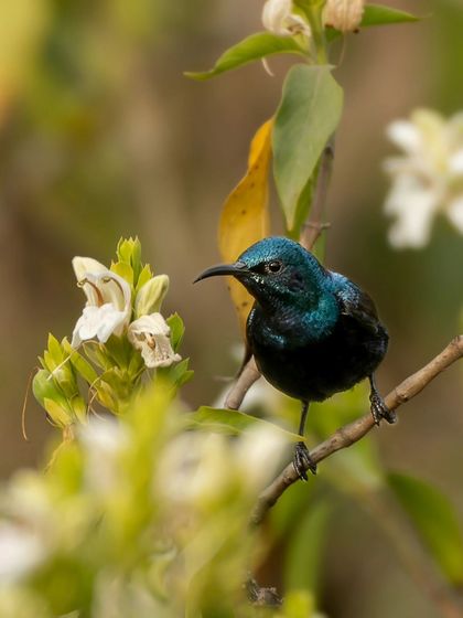 A male Purple Sunbird in its glossy breeding plumage, surrounded by flowers.