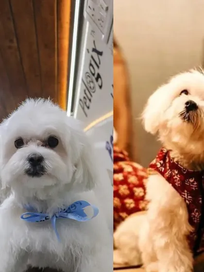 Another pup looking sharp and ready for a special occasion, sporting a stylish bandana after their grooming.