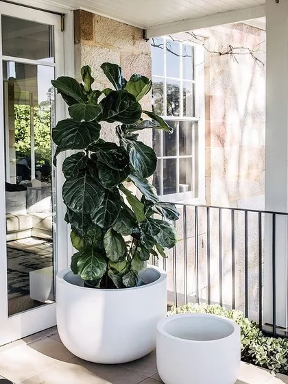 The Fiddle Leaf Fig is a stunning statement plant for any home. Here's one I supplied, placed in a modern white planter on a sunlit balcony, creating a perfect indoor-outdoor feel. I can help you choose the right size and pot for your space.