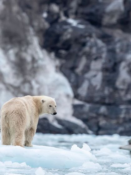 A polar bear on a floating iceberg appears to be watching a fulmar fly past, a quiet moment of interaction between two Arctic species.