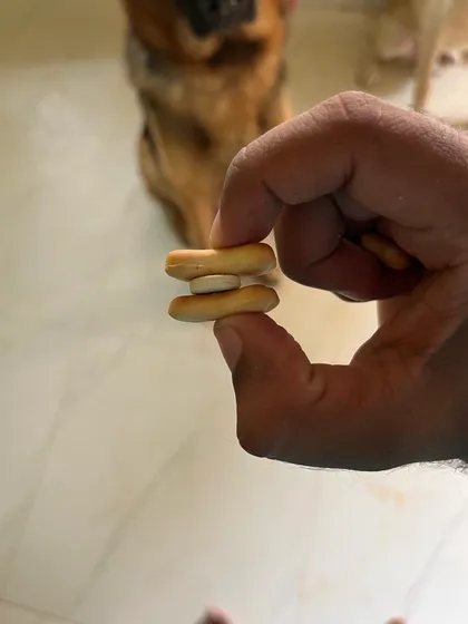 Getting dogs to take their medicine can be tricky. I find a little dewormer sandwich usually does the trick, making it stress-free for them and me.