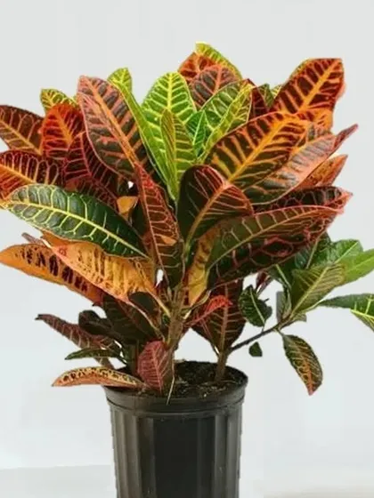 The Croton Petra is a burst of color. Its leaves feature a stunning mix of green, yellow, orange, and red, making it a true showstopper.