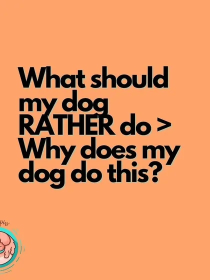 A simple shift in perspective can change everything. Instead of asking "Why does my dog do this?", I encourage my clients to ask "What would I rather my dog do?". This helps us focus on teaching desirable behaviors and providing good choices for your dog, which is the foundation of my counseling and training approach.