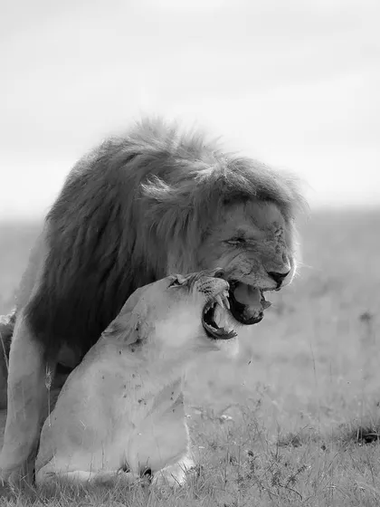 These images further explore the lives of Africa's big cats, from quiet portraits and family interactions to the drama of the hunt. Each one is a piece of the larger narrative we build on safari.