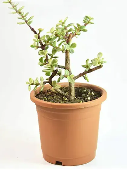 The Elephant Bush, or Miniature Jade, is another wonderful succulent known for bringing good luck. It has small, woody stems and tiny green leaves, resembling a miniature tree.