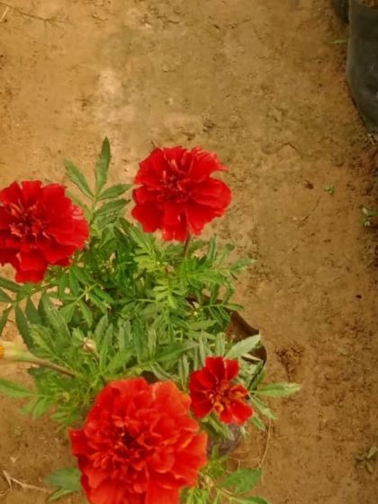 Bright red Marigolds (*Genda*) ready for planting. These are hardy, cheerful flowers that are very easy to grow and are a staple in Indian gardens.