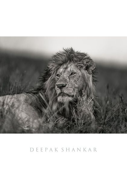 This fine art print is a classic, powerful portrait of a savanna king. The monochrome style gives it a timeless, artistic quality that will elevate any space.
