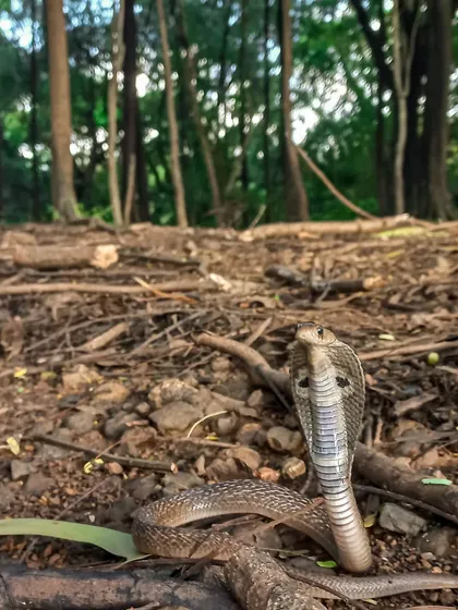 An Indian Spectacled Cobra in its natural forest floor habitat. A phone can be a great tool for capturing these wide, environmental portraits.